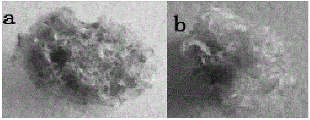 A kind of method for in vitro culture of colored cotton ovules