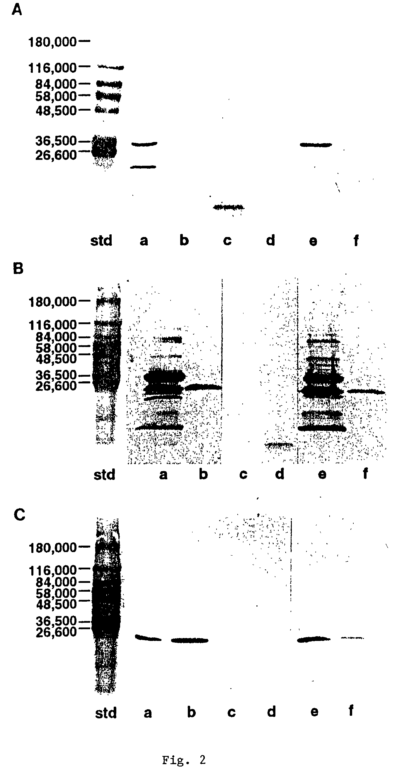 Synthetic chimeric fimbrin peptides