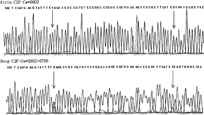 Sequencing-based typing method of human leucocyte antigen (HLA)-Cw gene