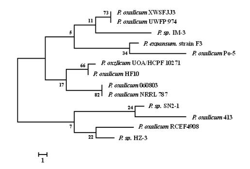 Penicillium oxallcum Po-5 strain and application thereof