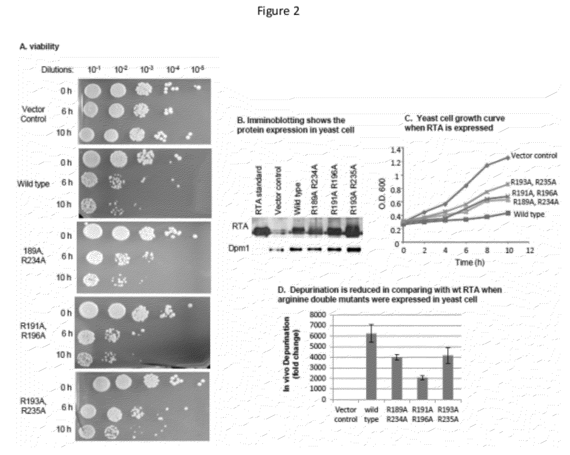 Ricin ribosome binding protein compositions and methods of use thereof