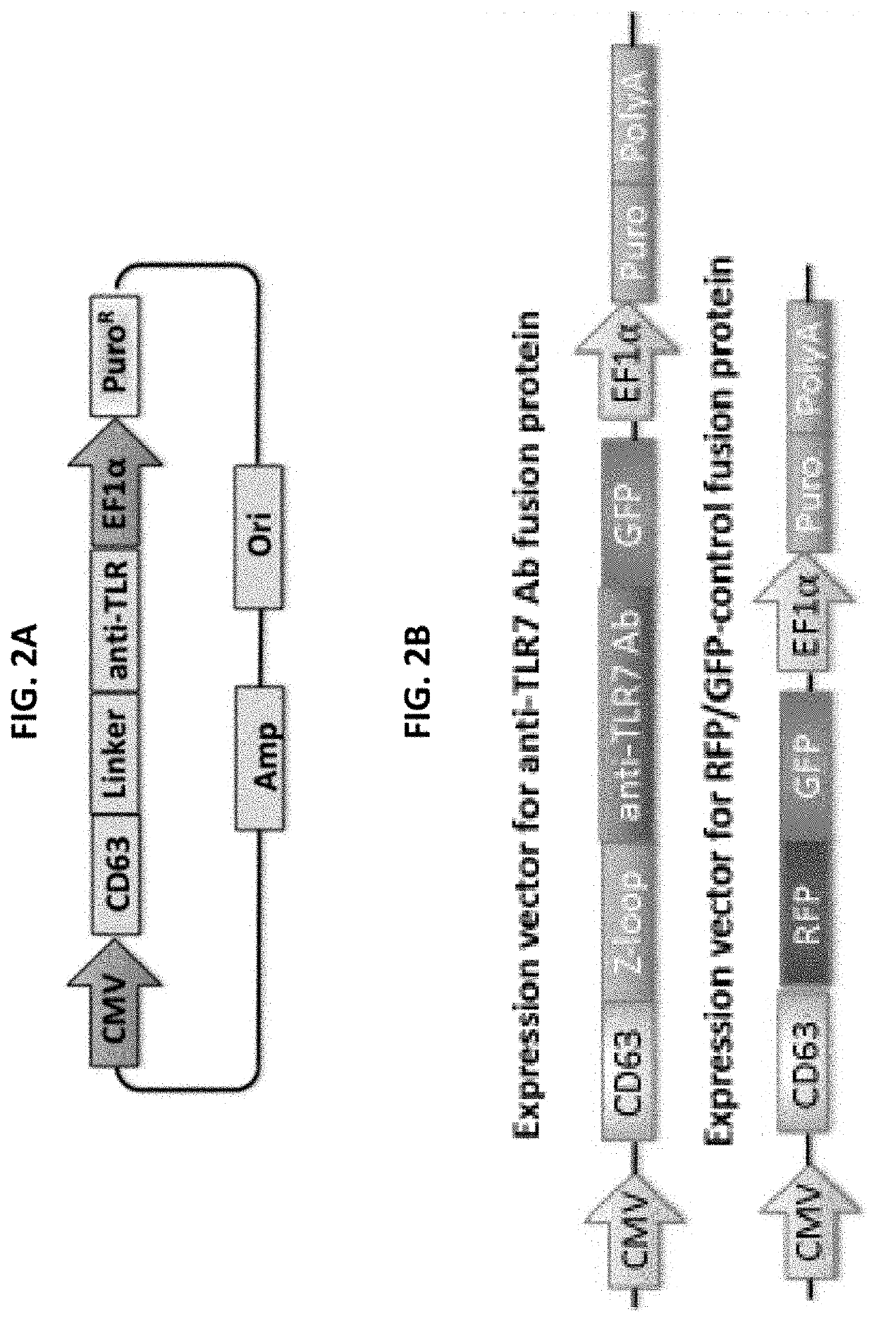 Compositions and methods for treating toll-like receptor-driven inflammatory diseases