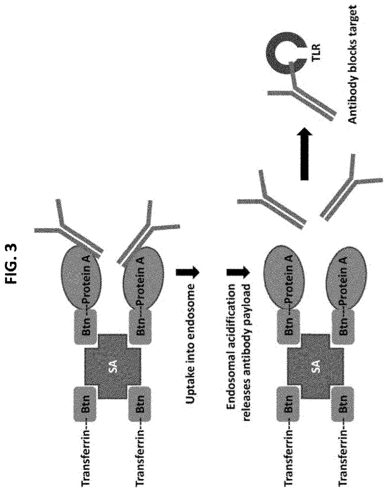 Compositions and methods for treating toll-like receptor-driven inflammatory diseases