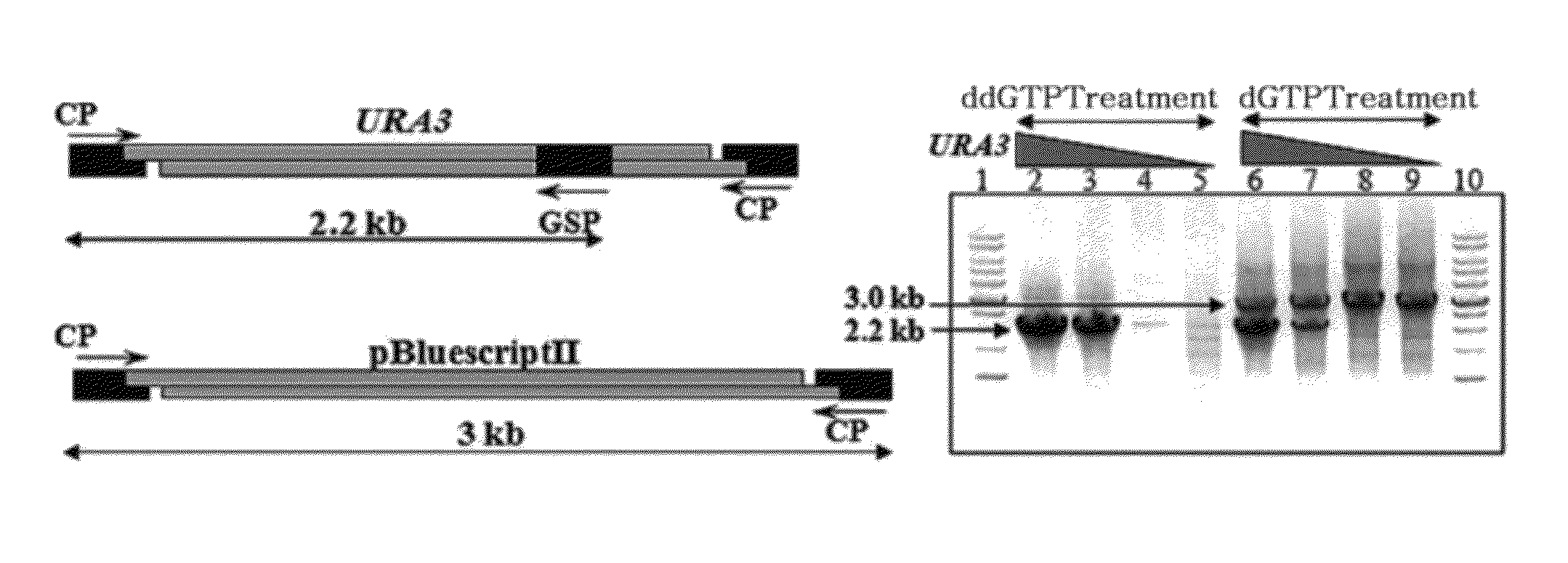 Genome walking method for cloning of unknown DNA sequences adjacent to known sequences