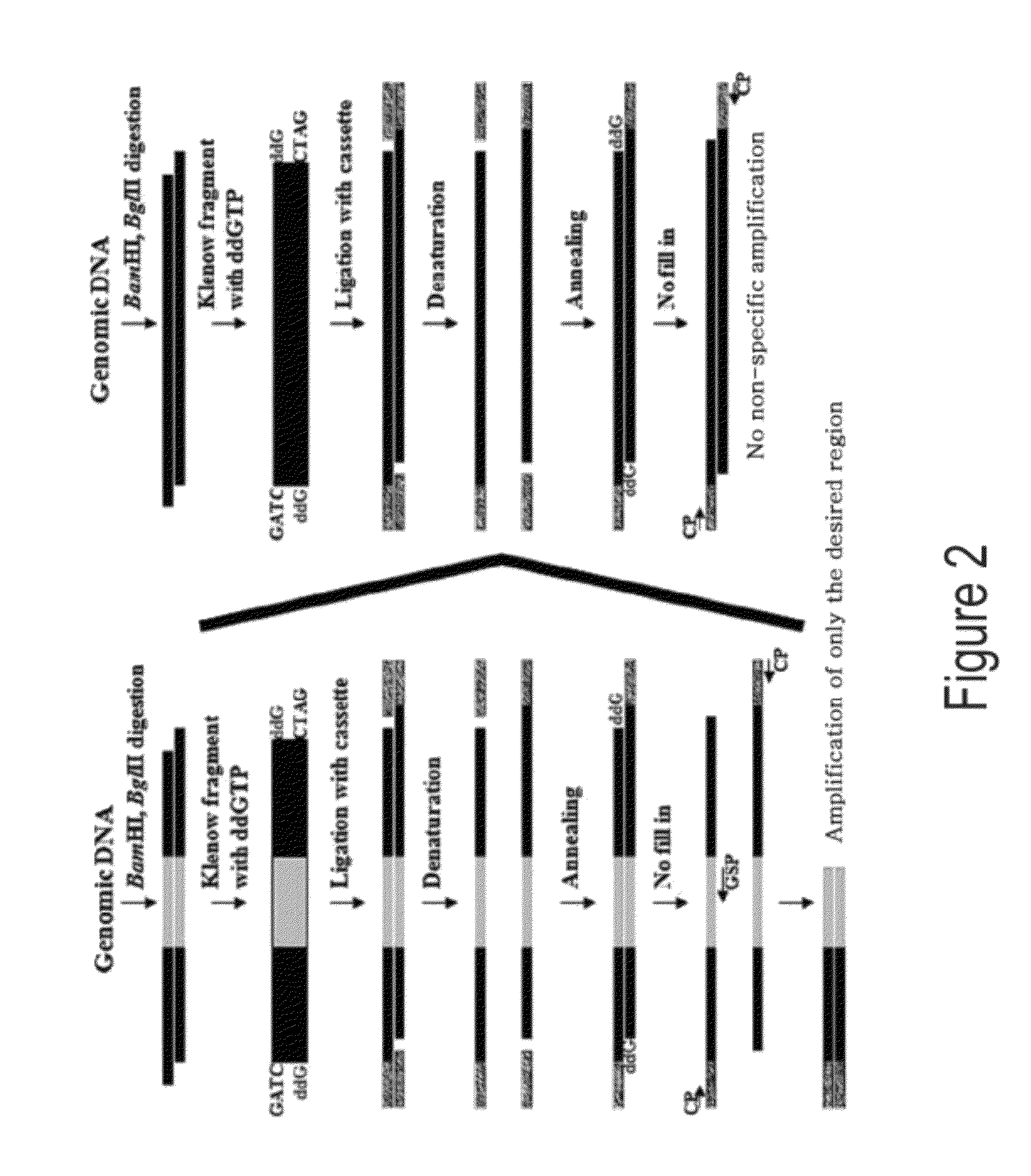 Genome walking method for cloning of unknown DNA sequences adjacent to known sequences