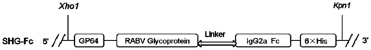 Fusion protein of rabies virus G protein expressing Fc fragment and preparation method thereof