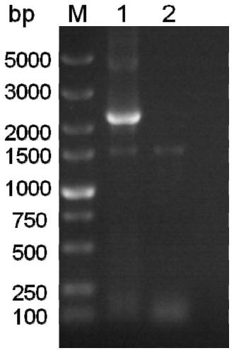 Fusion protein of rabies virus G protein expressing Fc fragment and preparation method thereof