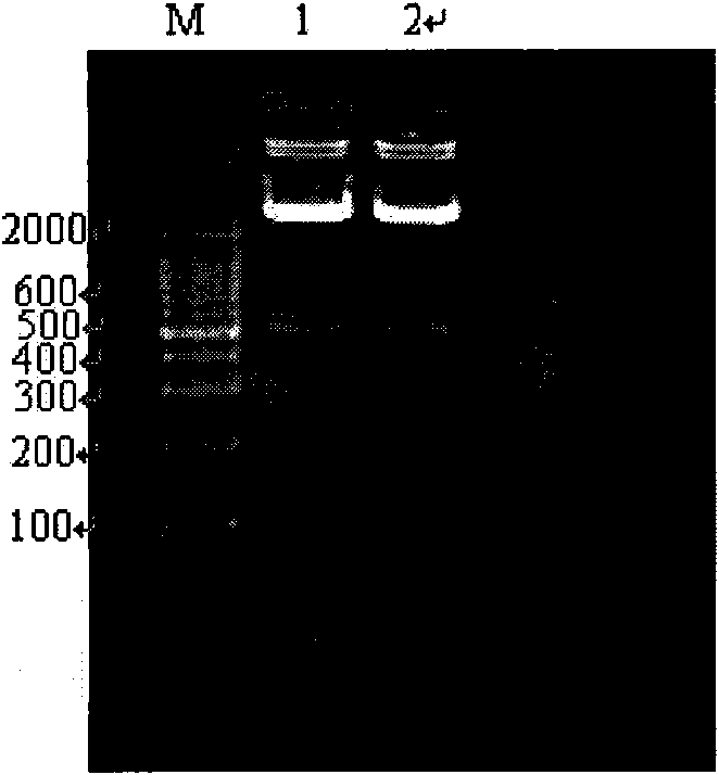 Plant stress resistance related protein as well as coding gene and application thereof