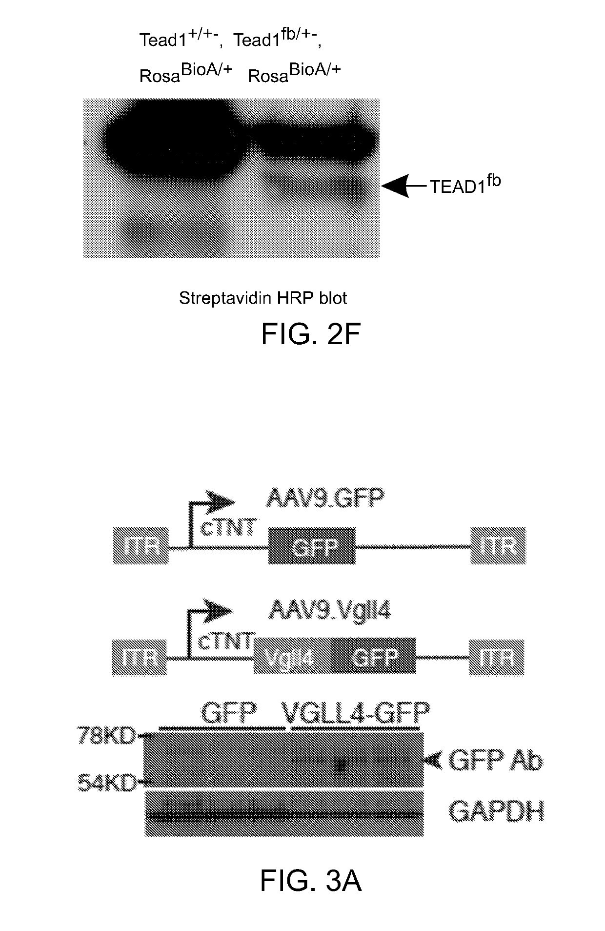 Compositions and methods for cardiac repair