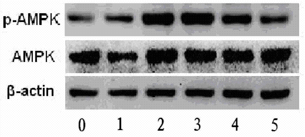 AMPK (Adenosine Monophosphate Activated Protein Kinase) activating agent and application thereof in preparation of medicaments for treating diabetes mellitus and/or diabetic complication