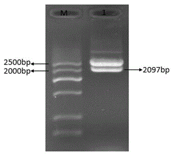 Application method of stress tolerance related gene ZmHDZIV14 in regulation and control of plant stress resistance