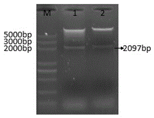 Application method of stress tolerance related gene ZmHDZIV14 in regulation and control of plant stress resistance