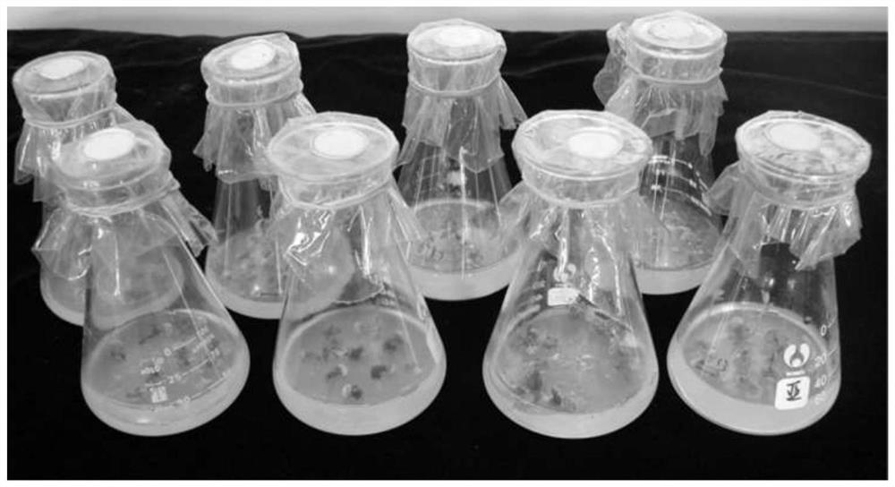 A gene gun-mediated genetic transformation method of flax