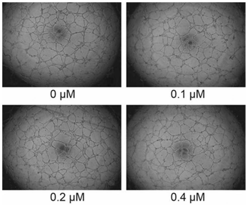 A kind of sulfated derivative of dendrobium nobile polysaccharide and its preparation method and application