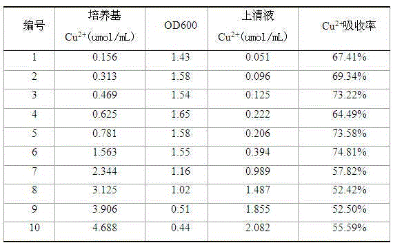 Inoculating culture and detecting method for gathering copper ions through saccharomycete