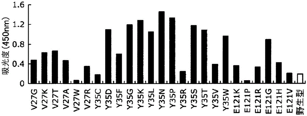 Fc-binding protein, method for producing said protein, and antibody adsorbent using said protein, and methods for purifying and identifying antibody using said adsorbent