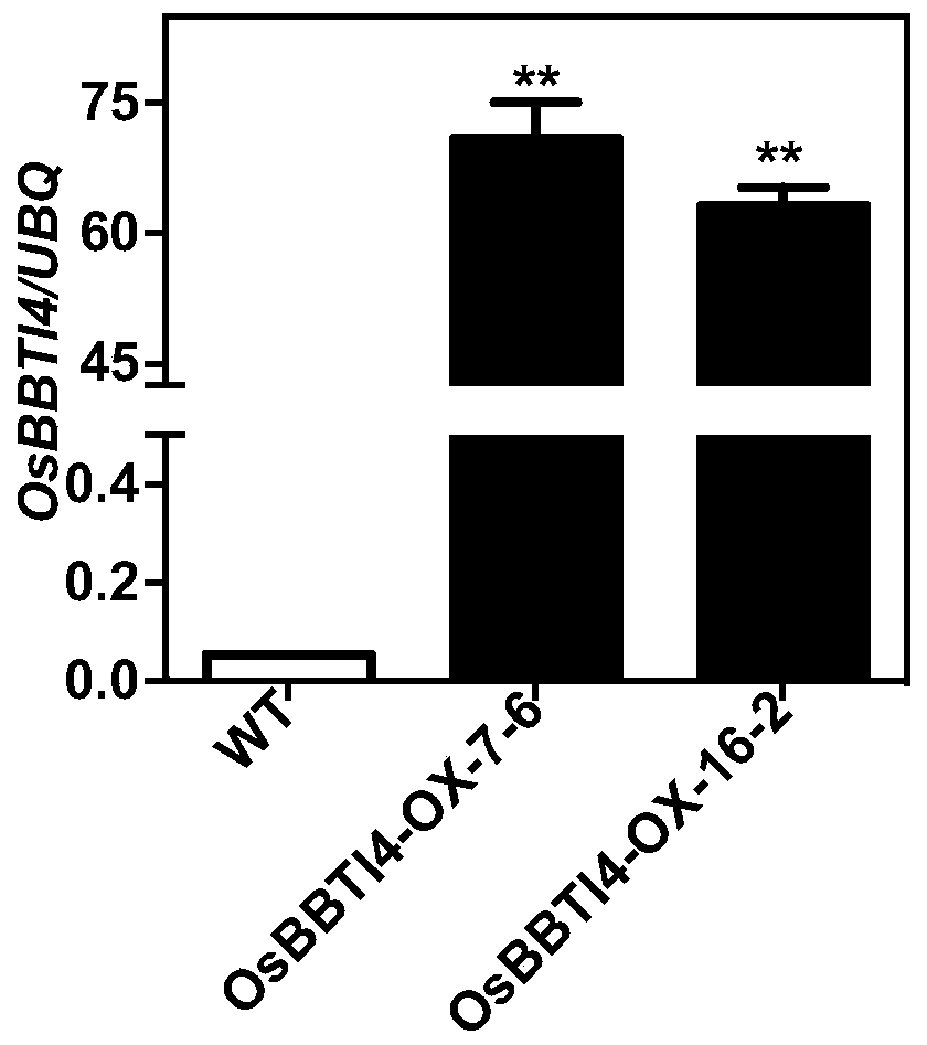 Application of rice osbbti4 protein gene in improving rice blast resistance