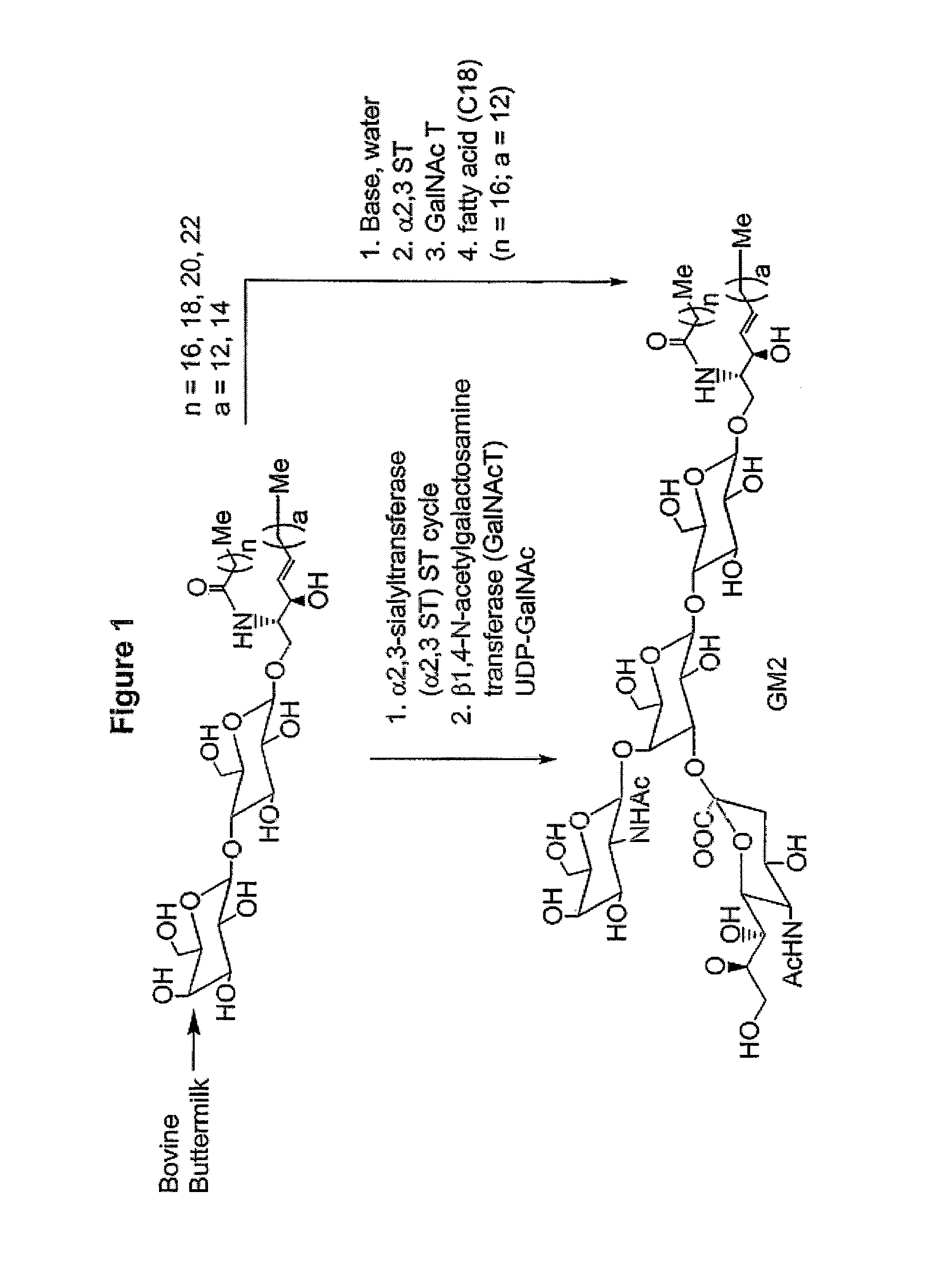 Glycolipids as treatment for disease