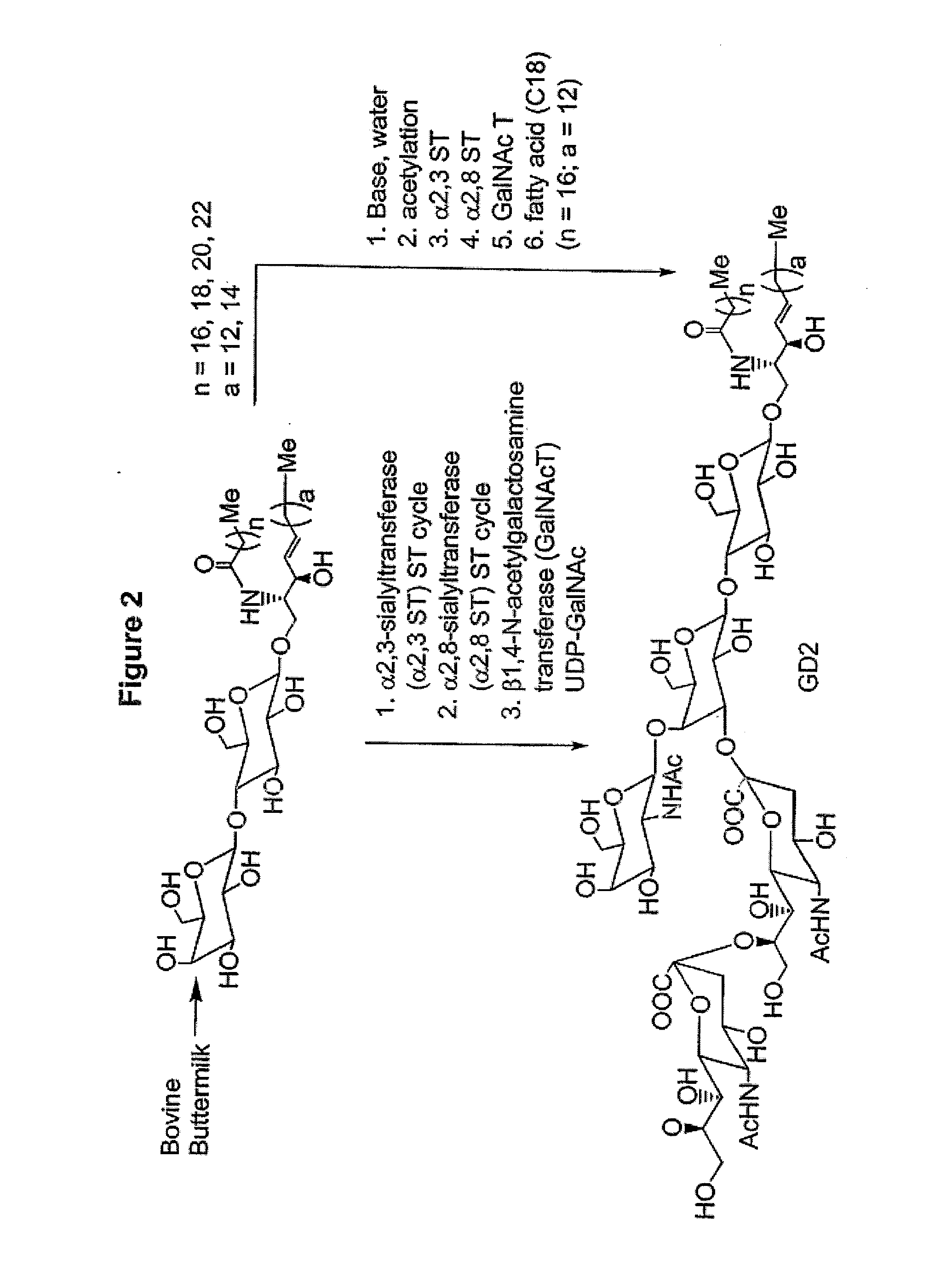 Glycolipids as treatment for disease