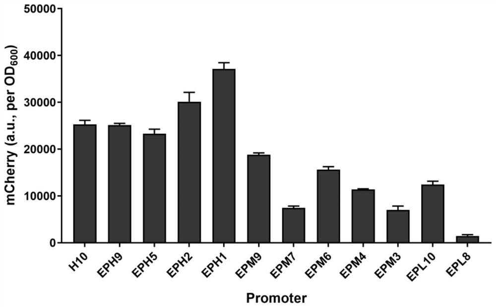 Recombinant strain for modifying corynebacterium glutamicum promoter, construction method of recombinant strain and application of recombinant strain in production of L-amino acid