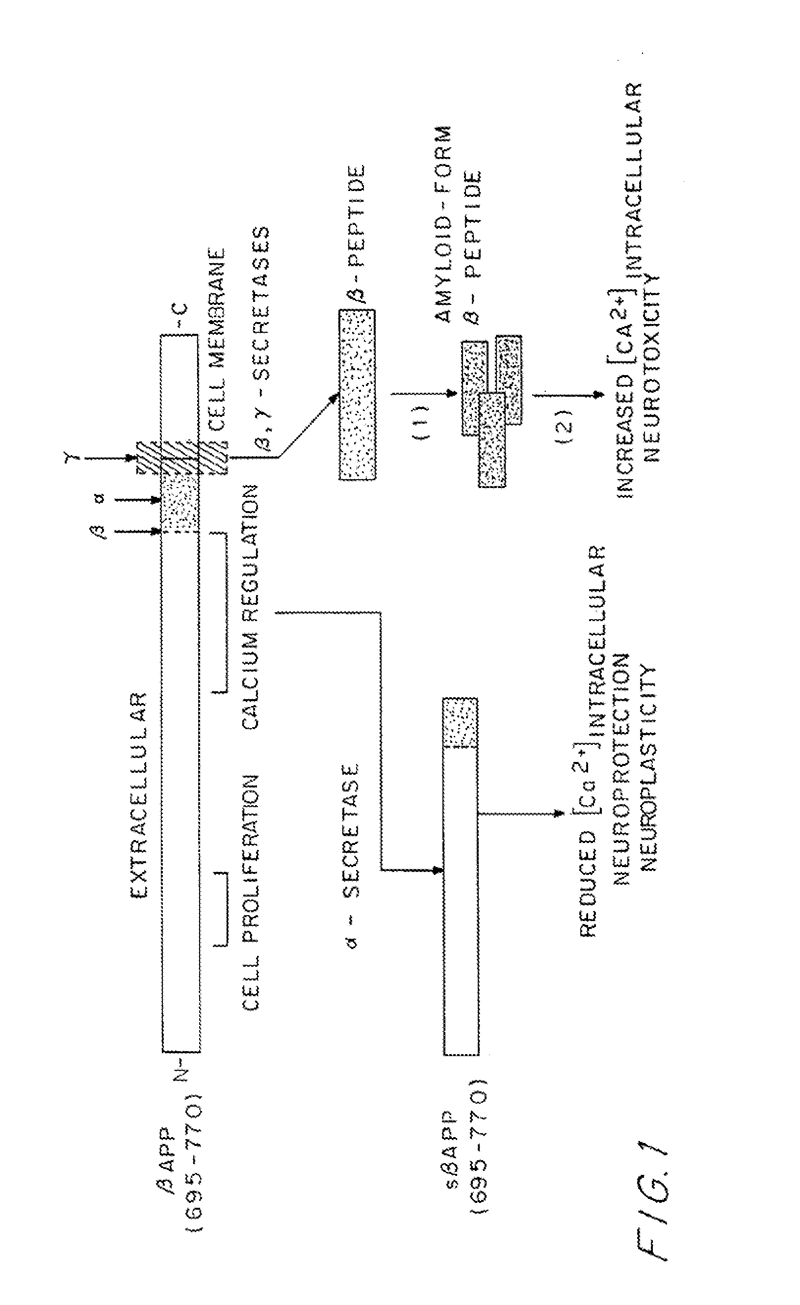 Recombinant antibodies specific for beta-amyloid ends, DNA encoding and methods of use thereof