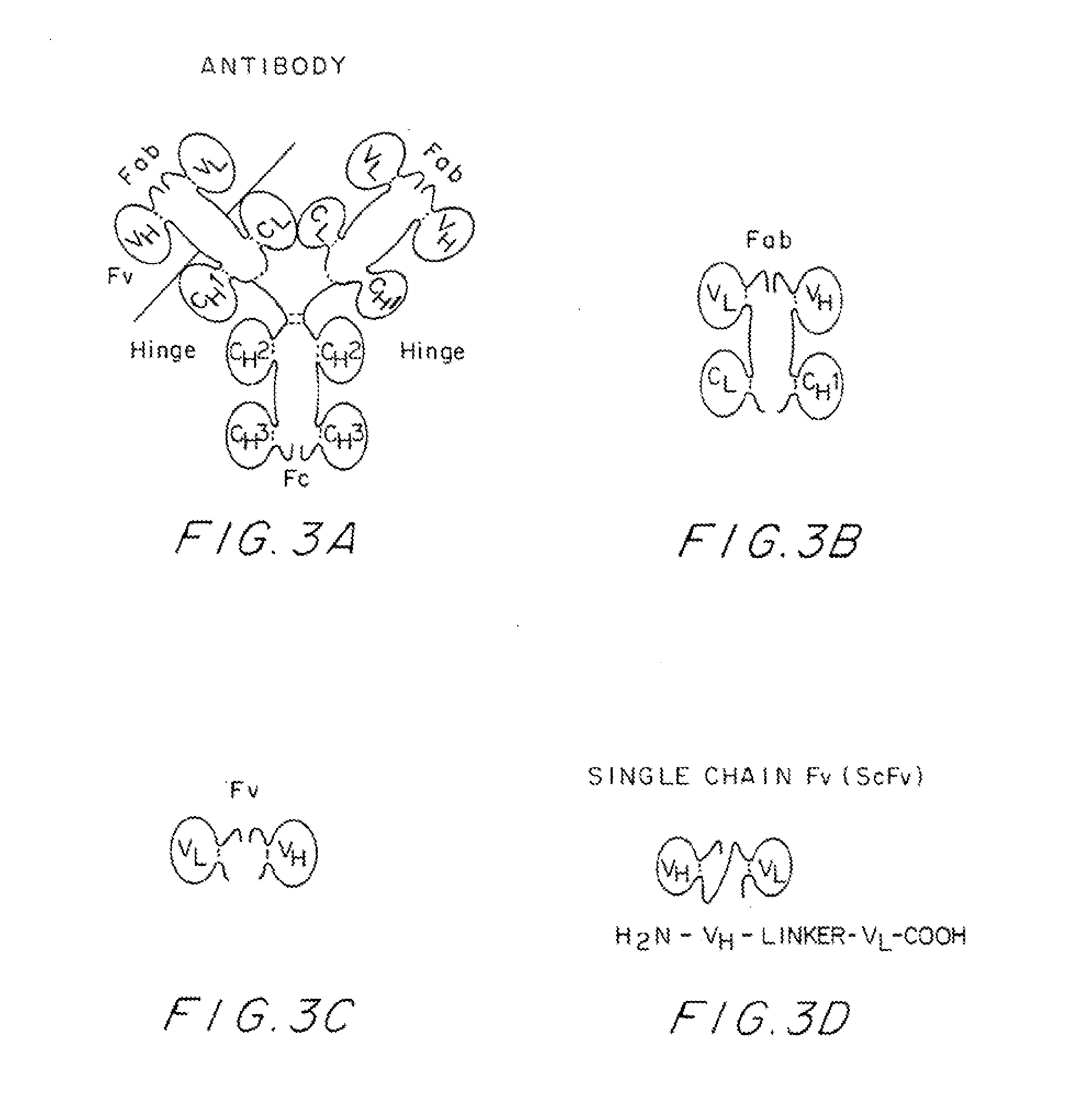 Recombinant antibodies specific for beta-amyloid ends, DNA encoding and methods of use thereof