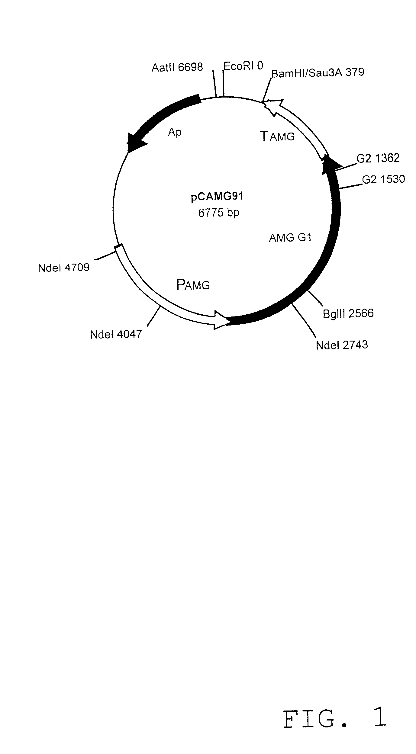 Glucoamylase variants