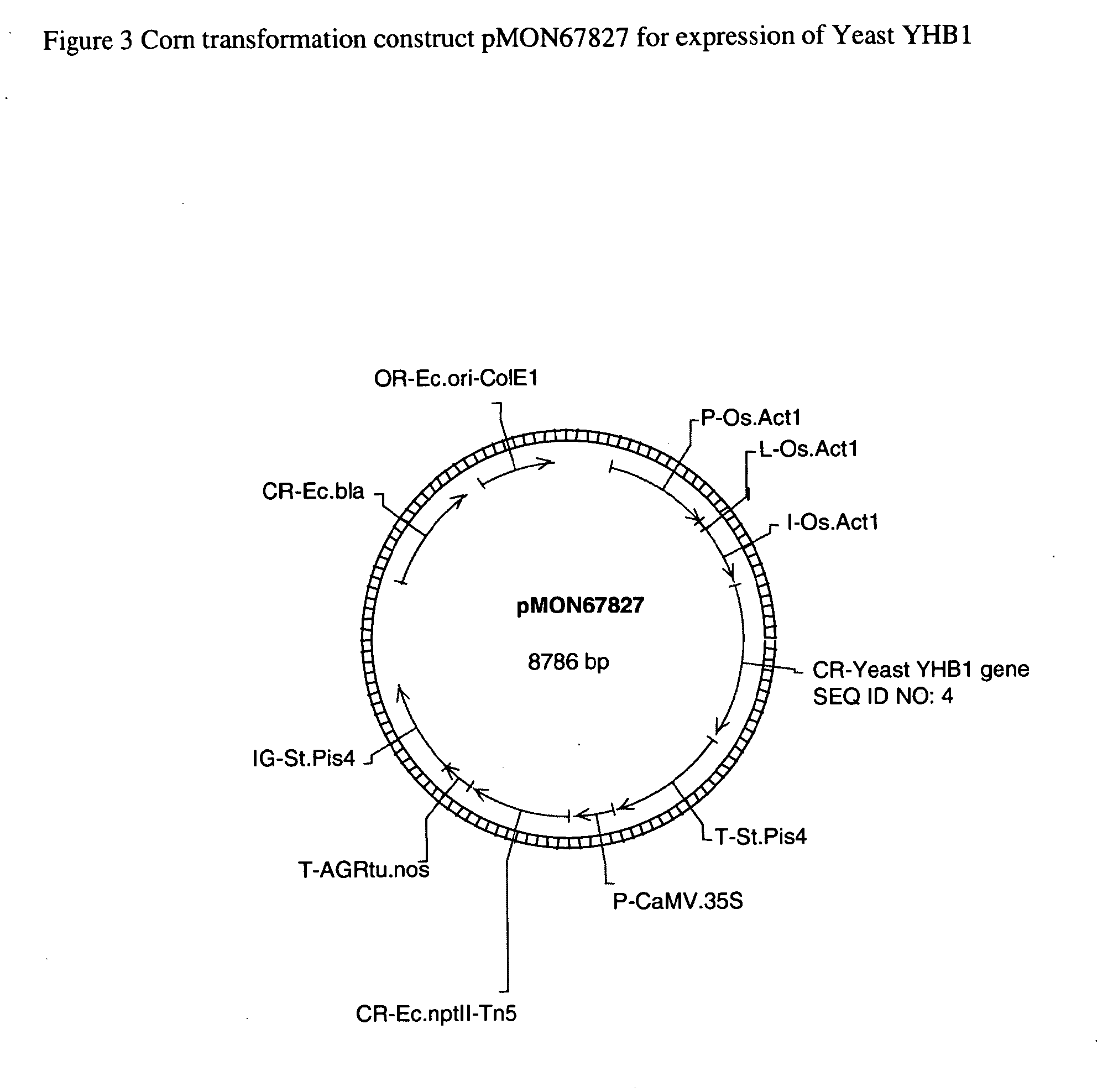 Plants containing a heterologous flavohemoglobin gene and methods of use thereof