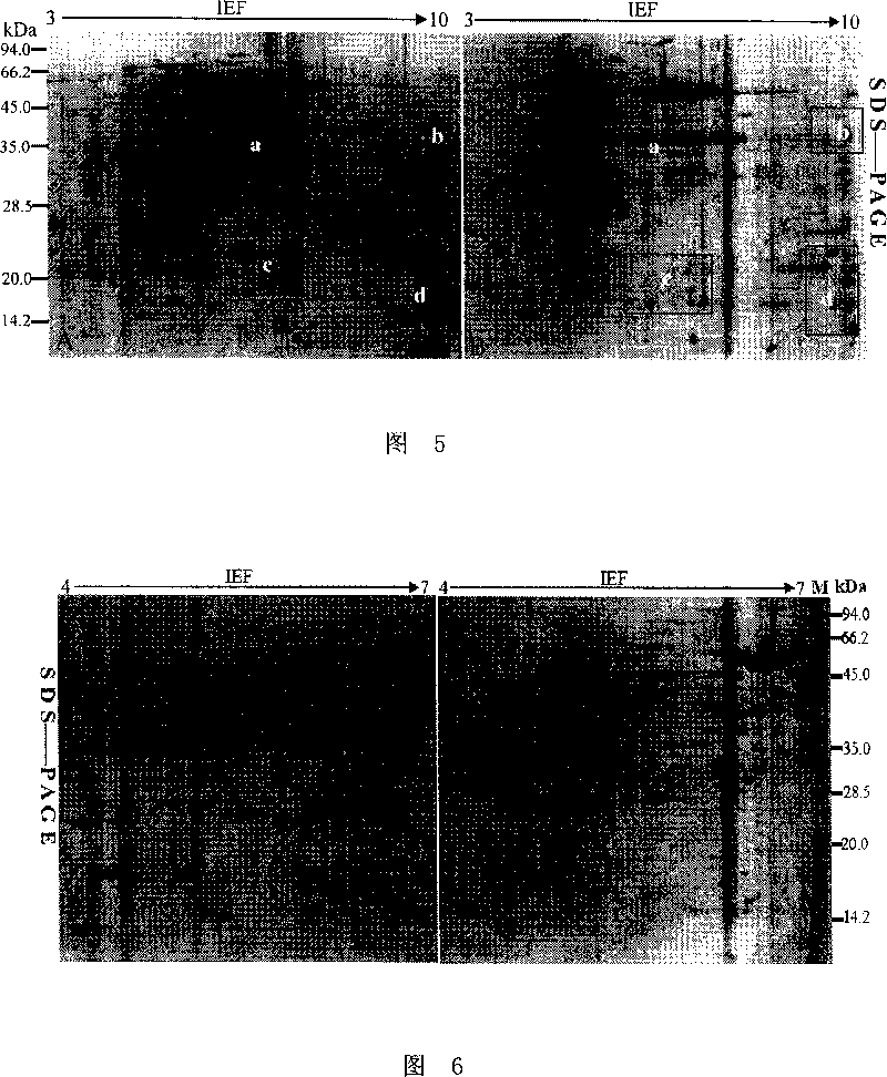 Extraction method of plant total protein and special extract for the same