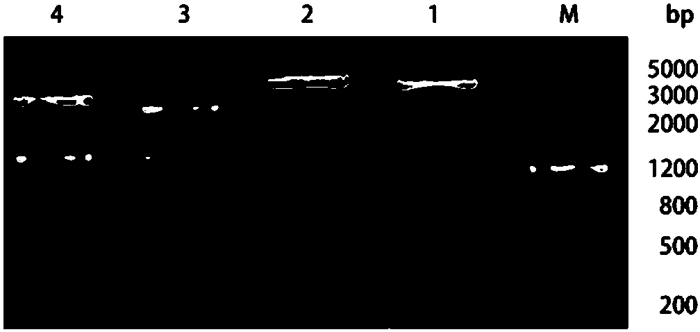 Constitutive-inductive type yeast engineering bacteria and construction method thereof