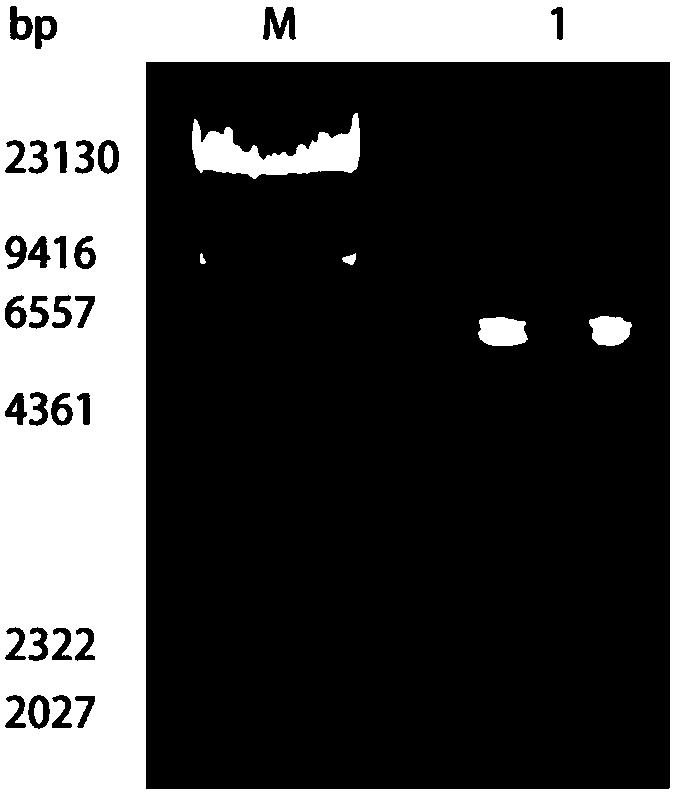 Constitutive-inductive type yeast engineering bacteria and construction method thereof