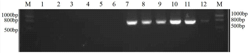 Method for identifying mating types of Lepista sordida protoplast monokaryons and special primer pair SR-6*6 therefor