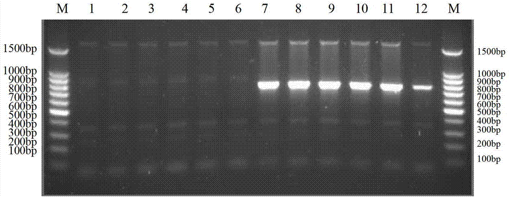 Method for identifying mating types of Lepista sordida protoplast monokaryons and special primer pair SR-6*6 therefor