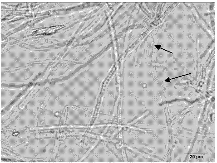 Method for identifying mating types of Lepista sordida protoplast monokaryons and special primer pair SR-6*6 therefor