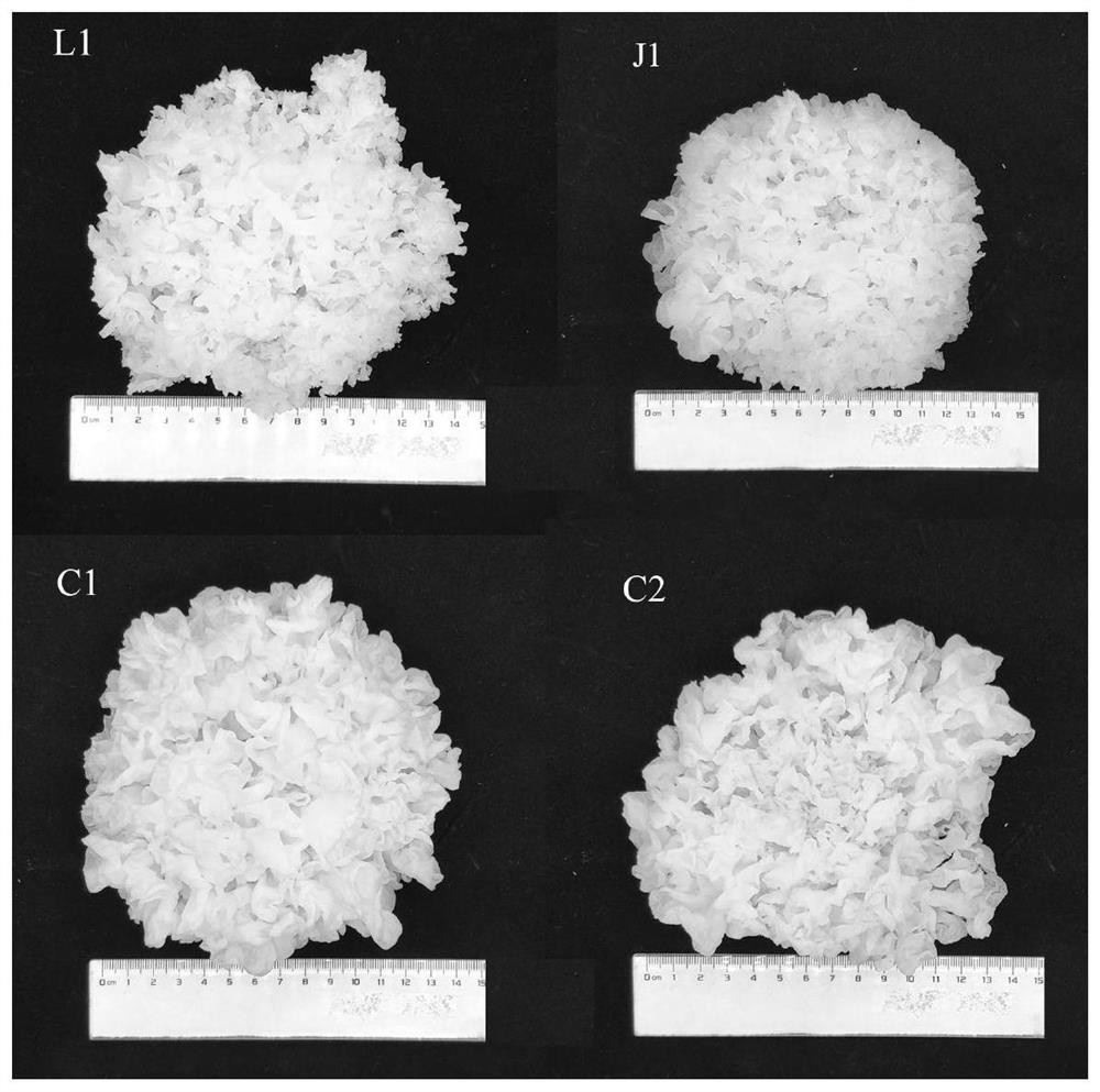 Cultivation medium and industrial cultivation method for tremella fuciformis