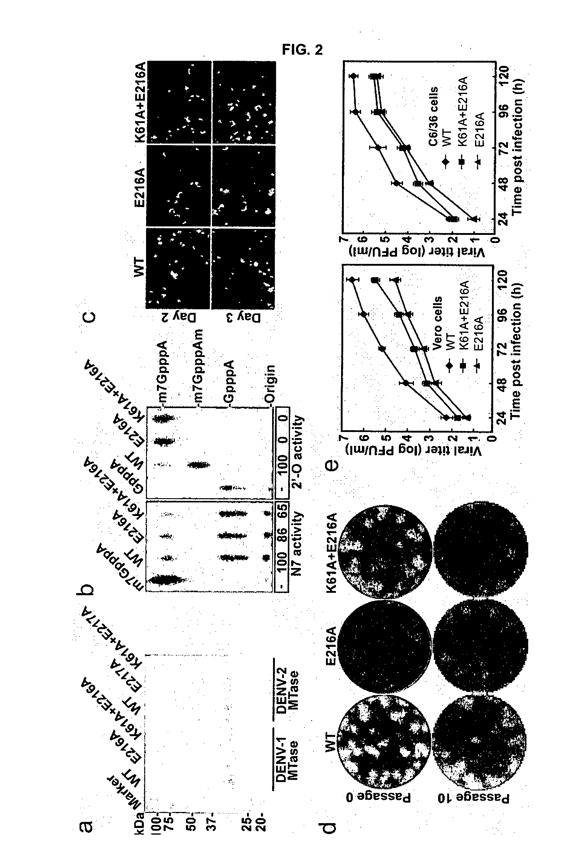 Novel attenuated dengue virus strains for vaccine application