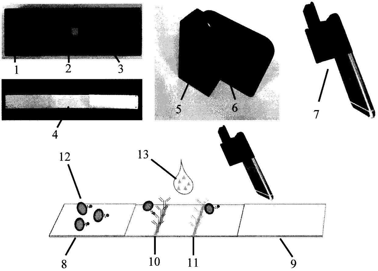 Imidaclothiz bioluminescence lateral flow immunochromatography