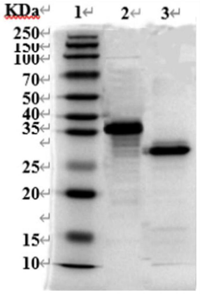 African swine fever virus antibody rapid detection test strip and preparation method and application thereof