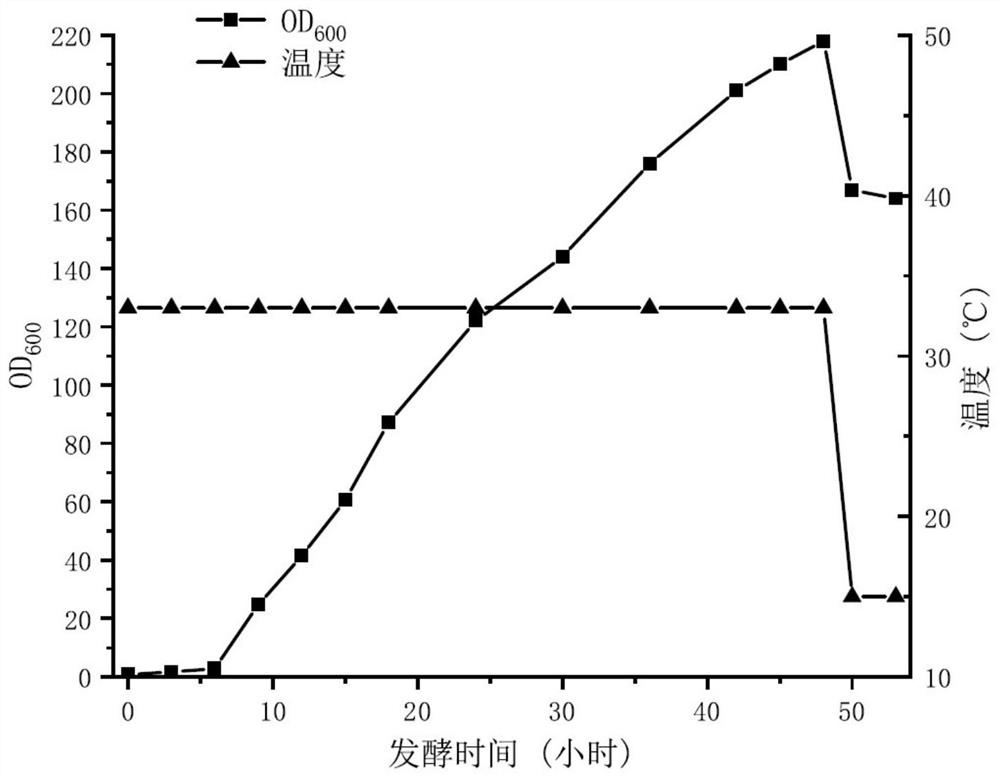 Method for producing ice nuclei protein by recombinant escherichia coli fermentation