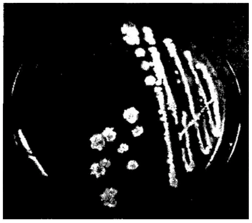 Bacillus amyliquefaciens strain and application thereof