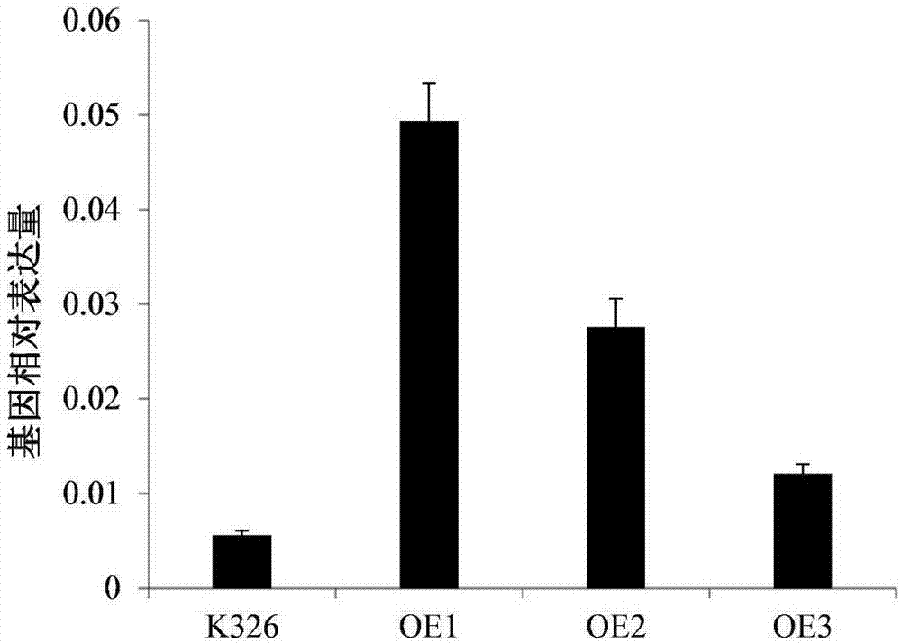 Gene and protein participating in stress response of tobacco salt, and application of gene and protein