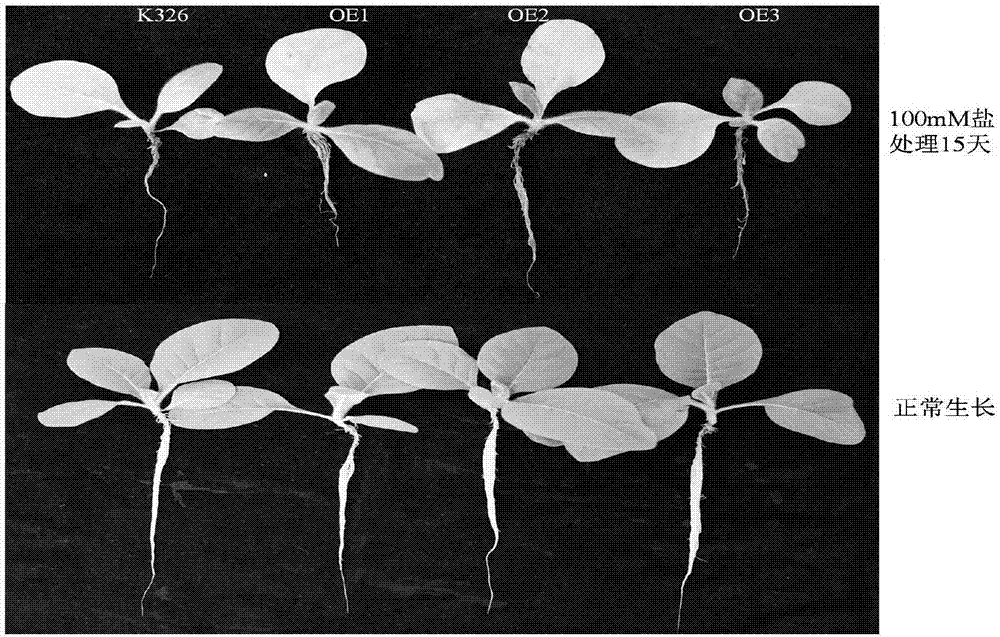 Gene and protein participating in stress response of tobacco salt, and application of gene and protein