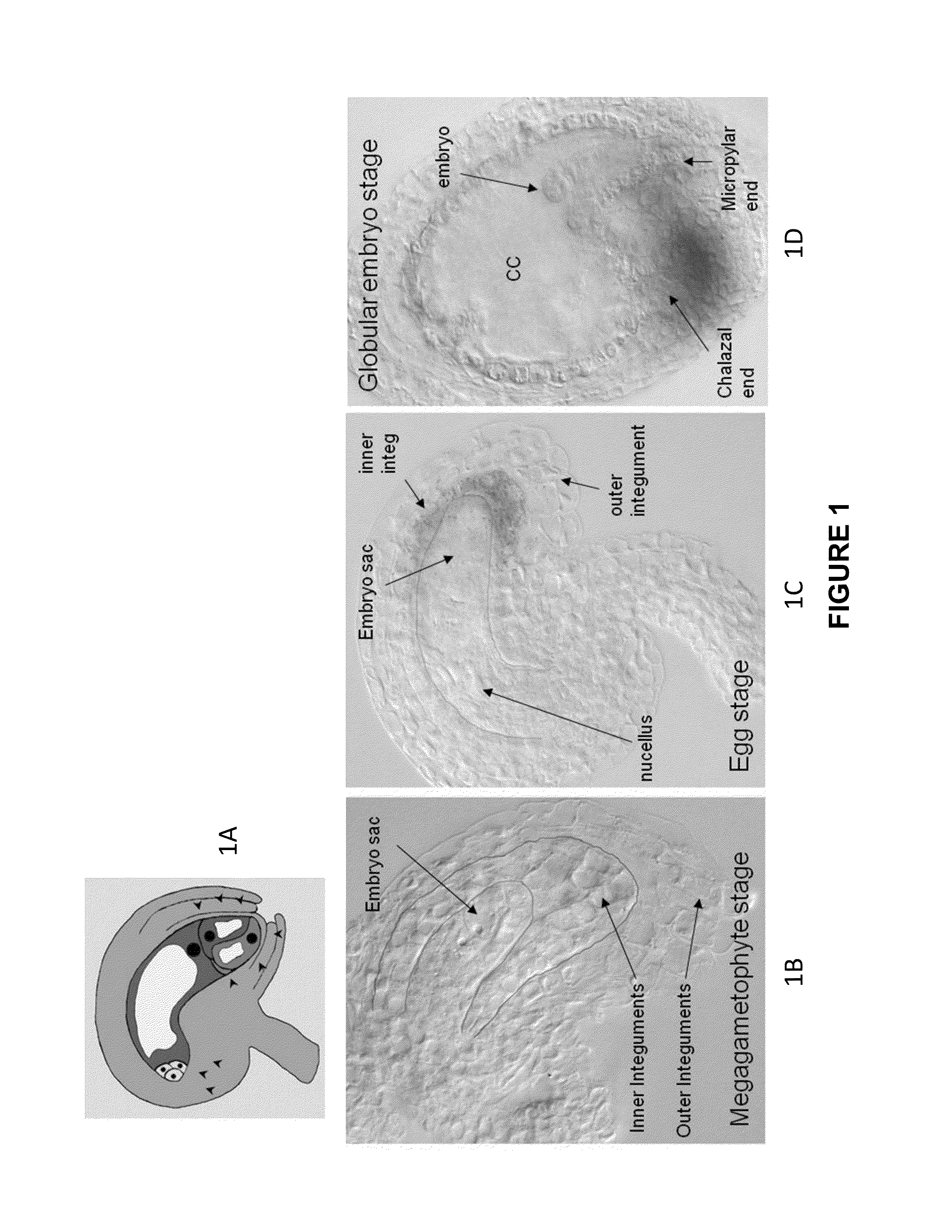 Methods and Compositions for Modulating Expression or Activity of a RKD Polypeptide in a Plant