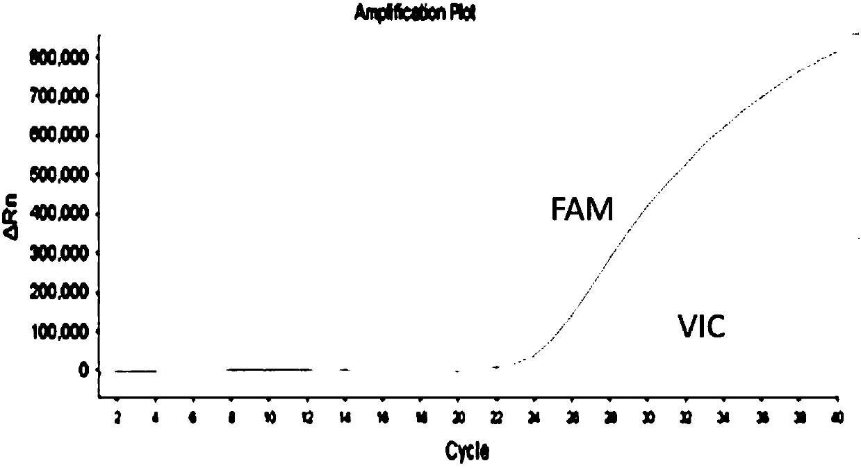 Nucleic acid composition for CYP2C19 gene typing detection as well as detection kit and application