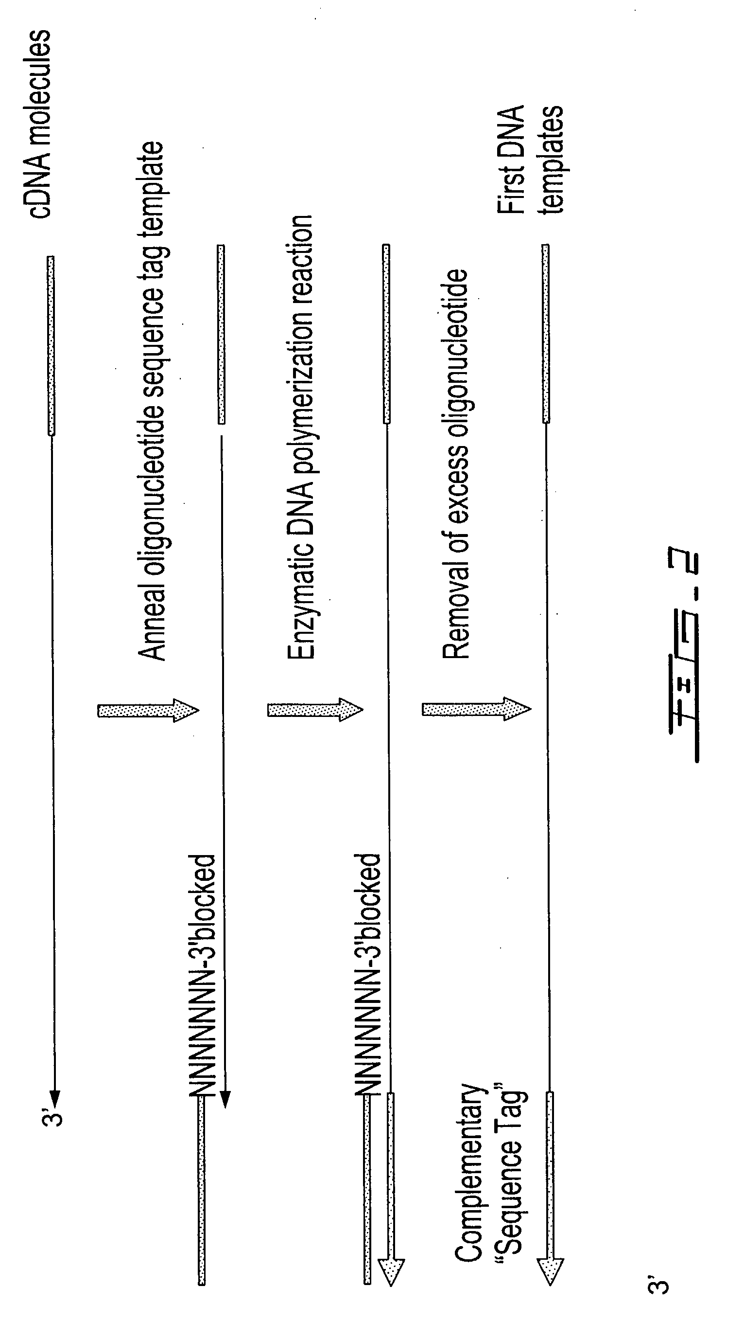 Selective terminal tagging of nucleic acids