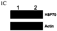 A method for regulating the expression, quantity and activity of heat shock protein 70 and its application