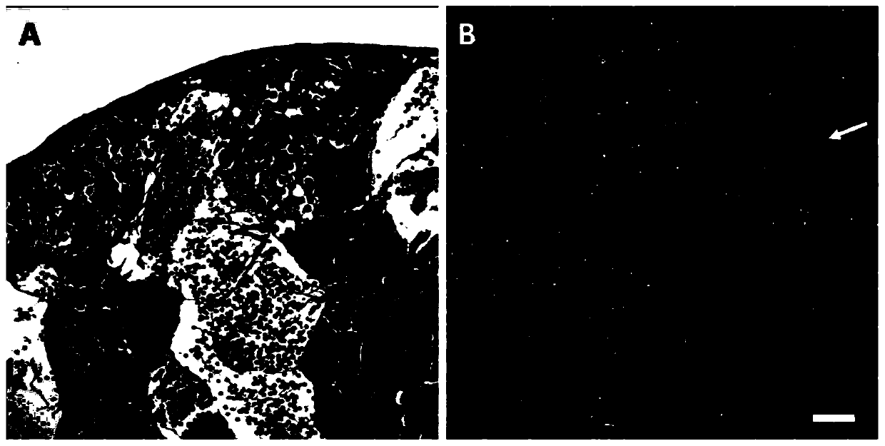 Method for 3D culturing testis cells of bostrychus sinensis to generate sperms and application