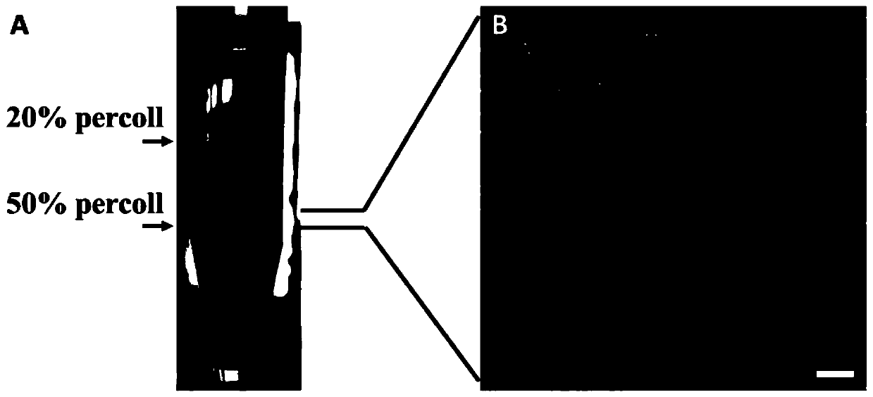 Method for 3D culturing testis cells of bostrychus sinensis to generate sperms and application