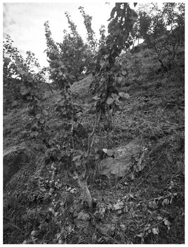 Method for grafting Shixia pearl apricot onto armeniaca sibirica