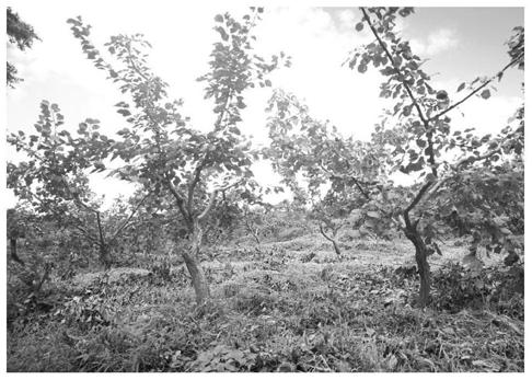 Method for grafting Shixia pearl apricot onto armeniaca sibirica